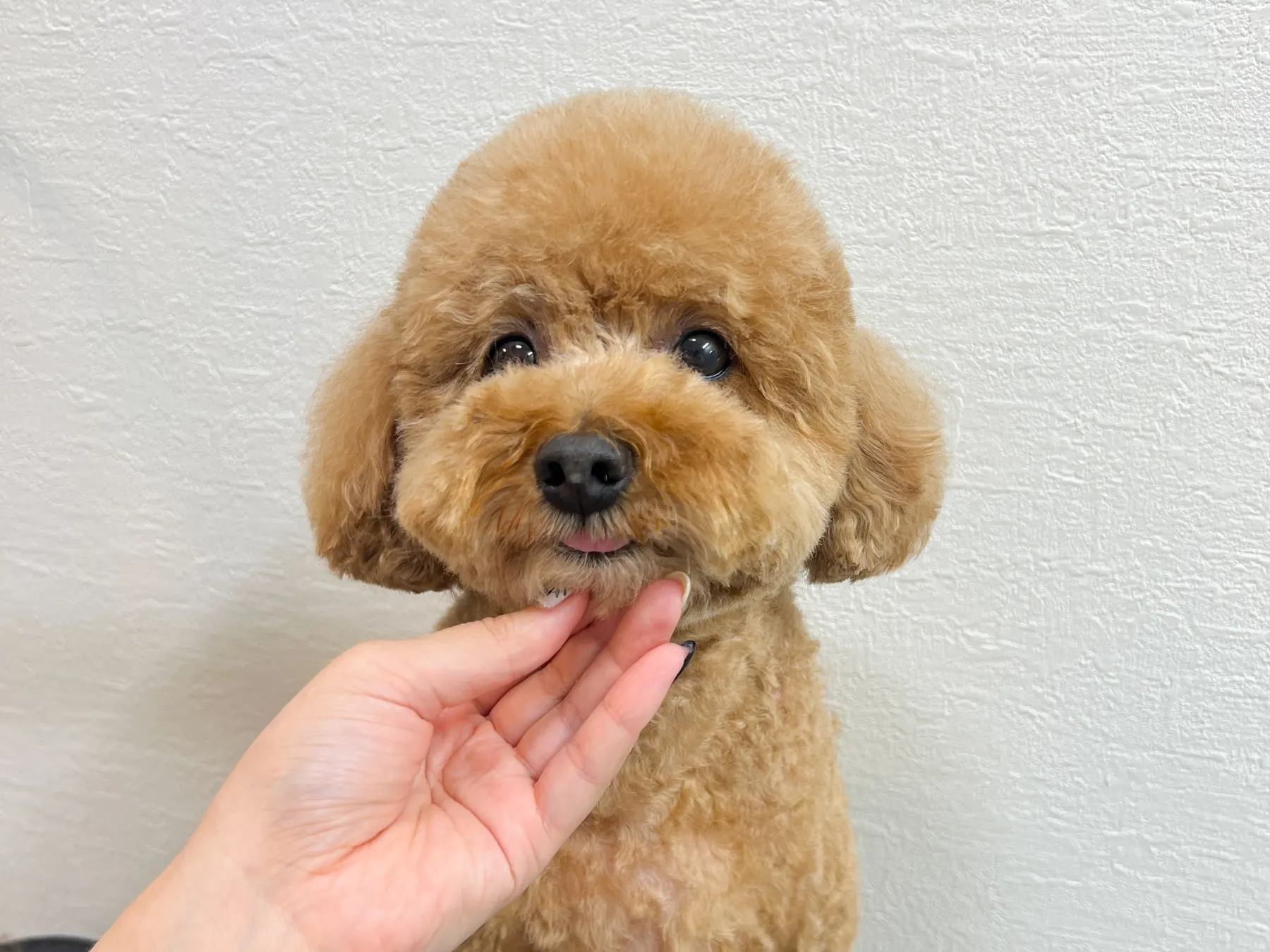 トリミング後のトイプードル